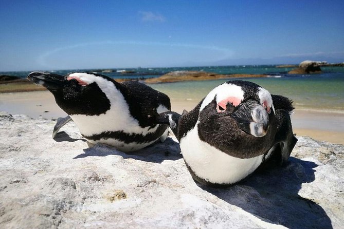 Half-Day Cape Peninsula Tour From Cape Town - Meeting and Pickup Details