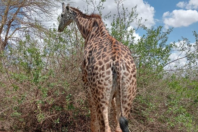 Half Day Elephant Orphanage & Giraffe CenterKobe Beads With Fees - Tips for Visitors
