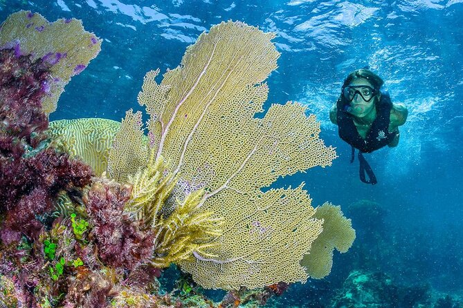 Half Day Guided Snorkeling Adventure in Puerto Morelos - Exploring the Mesoamerican Barrier Reef