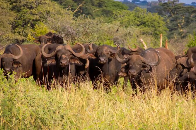 Half-Day Nairobi National Park Private Tour With Admission - Customer Feedback and Response