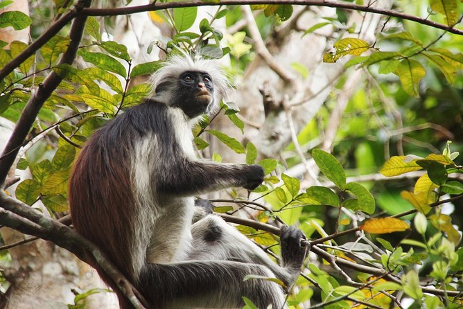 Half-Day Private Jozani Chwaka Bay Forest Tour in Zanzibar - Booking and Cancellation Policy