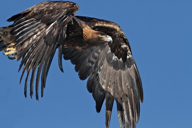 Half Day Private Sunrise Wildlife Safari - Exploring Jackson Hole