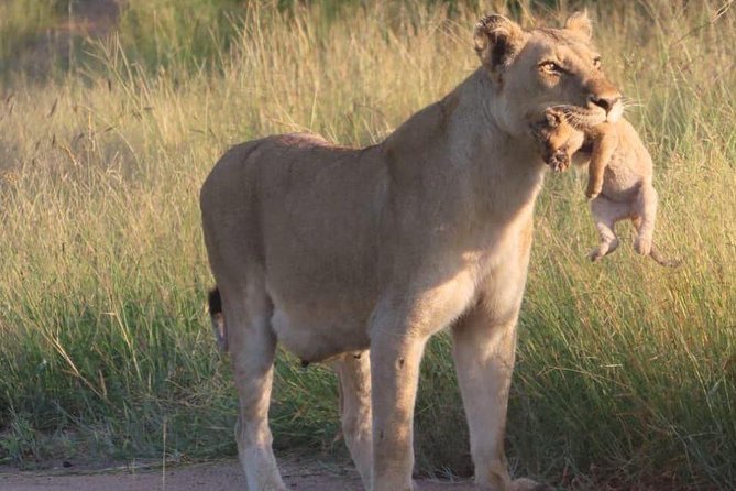 Half Day Safaris By Robbie Williams Safaris - Highlights of the Safari