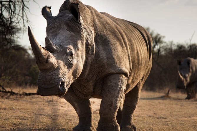 Half-Day Tour to Rhino And Lion Reserve in Krugersdorp - Booking and Payment Options