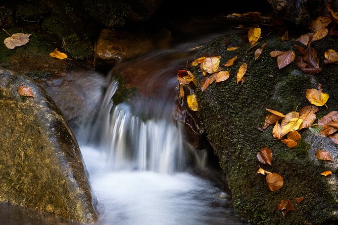 Half-Day Tour With Instruction in Autumn Color Photography - Photographic Techniques
