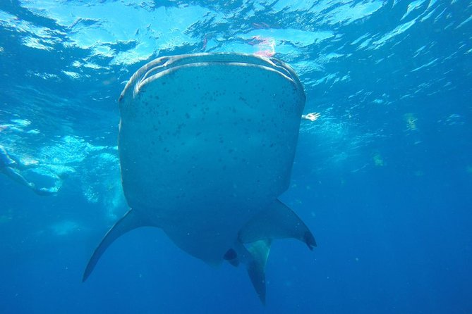 Half Day Whale Shark Tour From Playa Del Carmen - Additional Information