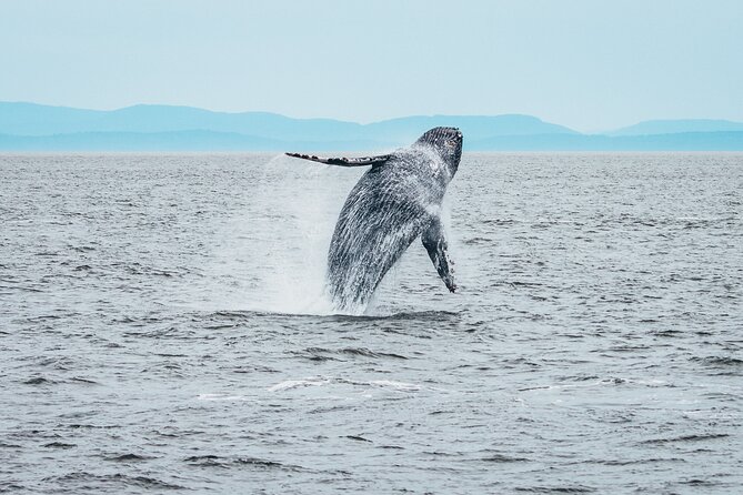 Half-Day Whale Watching Adventure From Victoria - What to Expect on Board