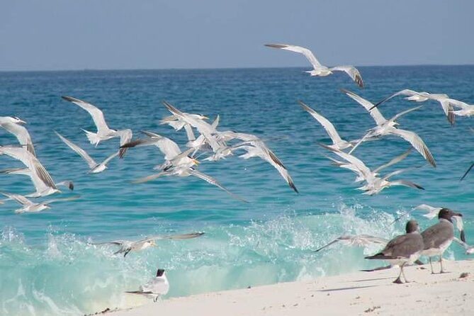 Half Day Zanzibar Mnemba Atoll Marine Reserve Snorkeling Tour - Booking Considerations