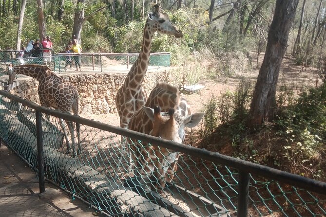 Haller Park Tour Observing Hippos, Giraffes, Birds, Monkeys, Crocs & Others - Monkeys, Primates, and Play
