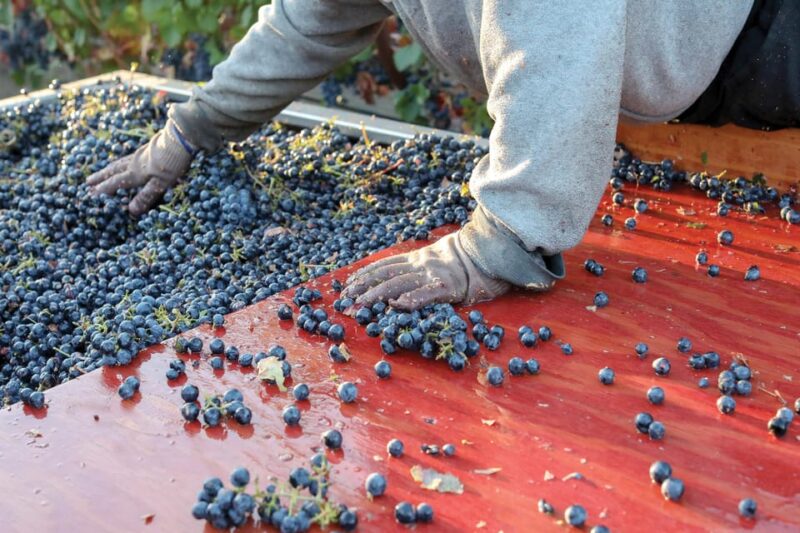 Heraklion: Olive Farm, Winery, and Raki Distillery Tour - Important Information