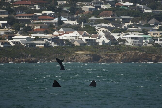 Hermanus Land Based Whale Tour With Dave De Beer - Booking and Cancellation Policies