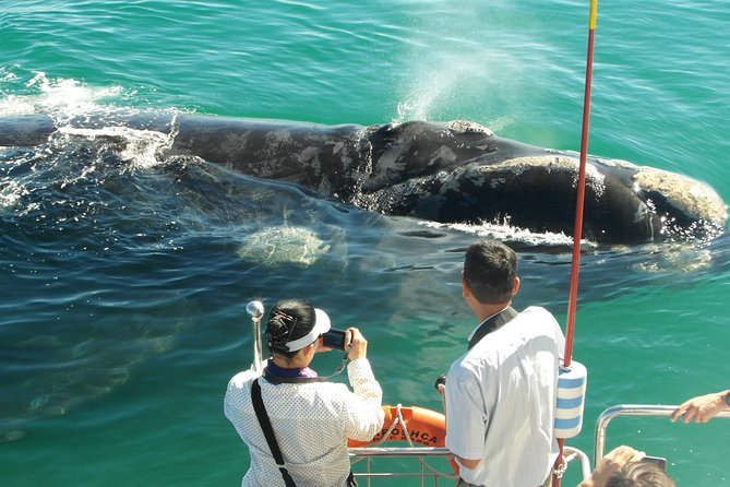 Hermanus Whale Watching Boat Trip With Shared Transfers From Cape Town - Group Size and Accessibility