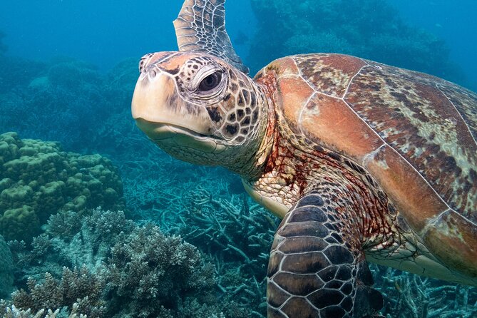 Hidden Cenote Swim: Snorkeling, Sea Turtles and Beachside Lunch - Pickup Times and Locations