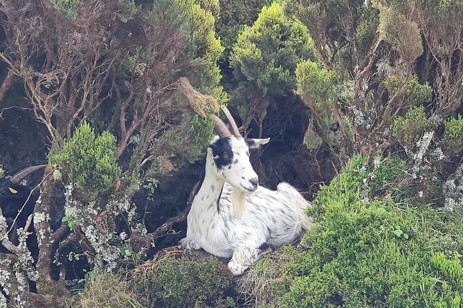 Hike 3 Hours Inland Terceira Island - Exploring Terceira Island