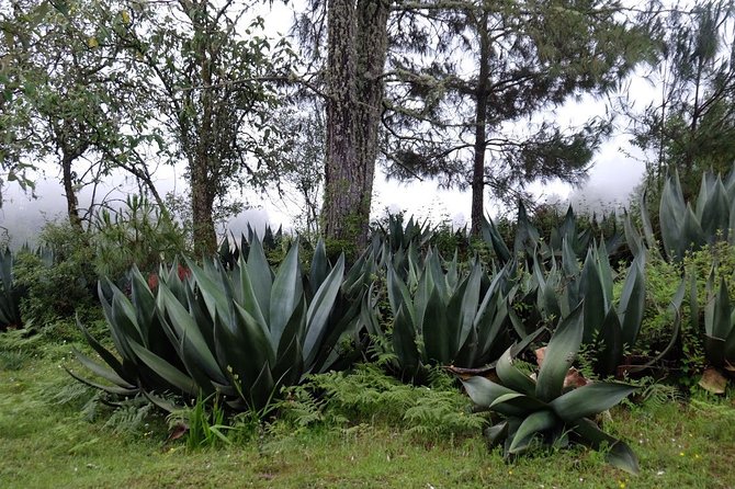 Hike the Camino Real, Latuvi – Lachatao - Highlights of the Hike