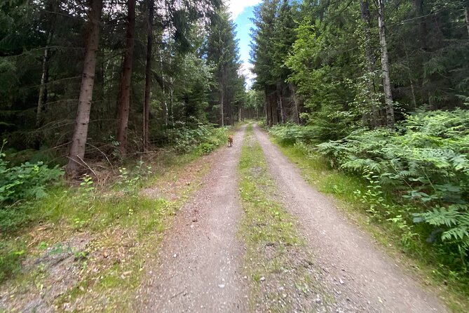 Hike With Wild Forage Surviving Tips and Local Lunch at the Lake - Hiking the Trail to the Lake