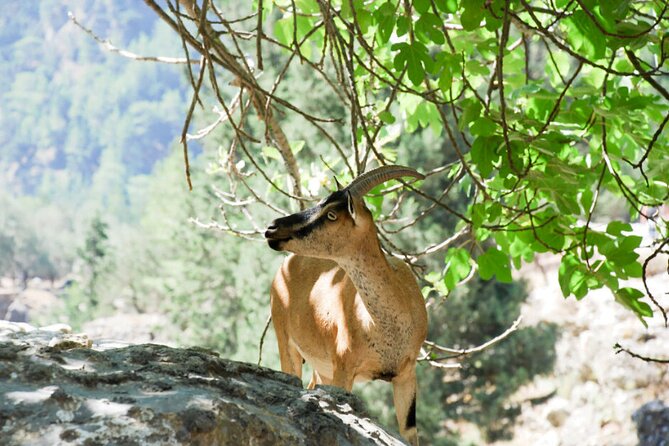Hiking at Samaria, the Longest Gorge in Europe! From Heraklion - Traveler Reviews and Recommendations