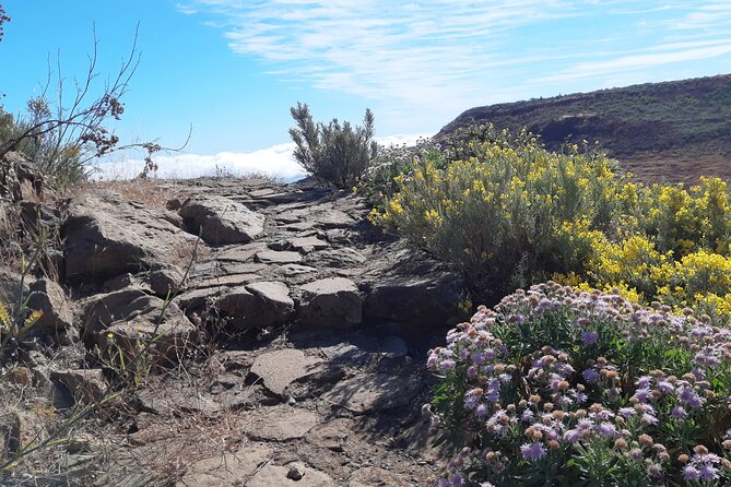 Hiking Experience in the North of Gran Canaria - Participant Notification and Safety