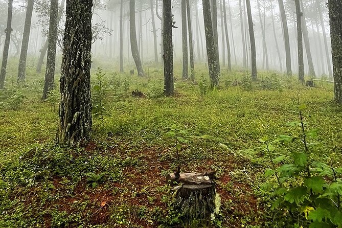 Hiking in the Enchanted Forest of Ixtepeji With Rescue Dogs - Exploring the Enchanted Forest