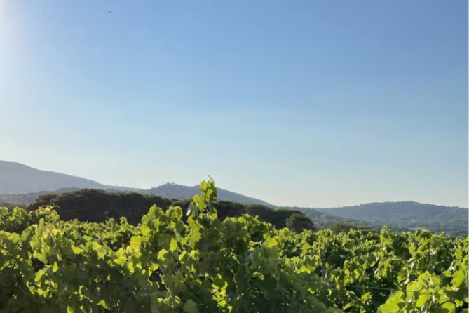 Horse Riding in the Vineyards of Ramatuelle + Wine Tasting - Health and Safety Information