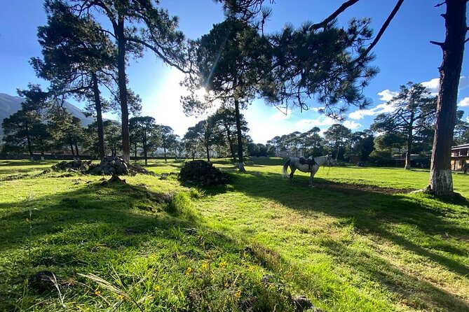 Horseback in the Mountains & Food in Our Ranch - Guest Feedback and Experiences