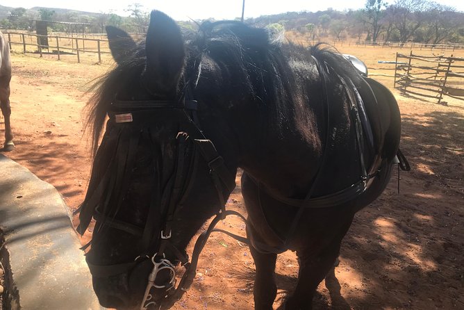 Horseriding Safari Day Tour From Johannesburg - Reviews and Ratings