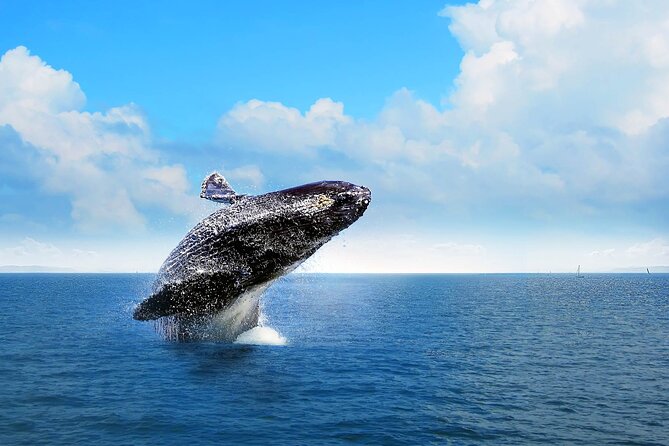 Humpback Whale Watching in Samana From Juan Dolio - Visit to Cayo Levantado