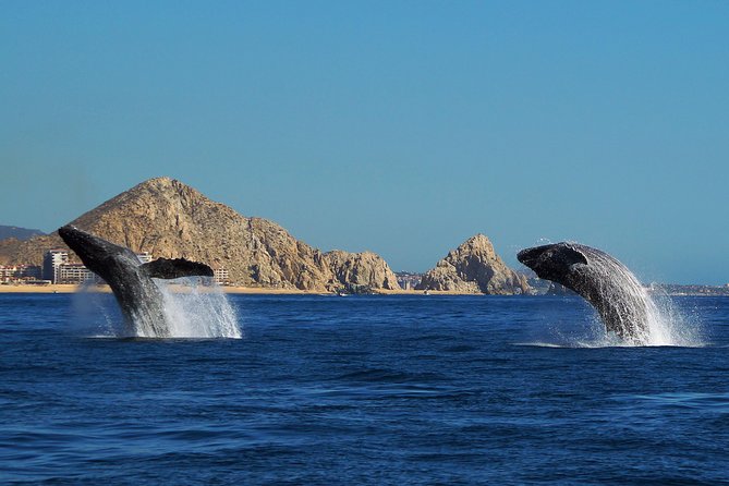 Humpback Whales in Cabo San Lucas - Whale-Watching Encounters