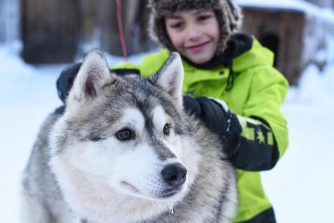 Husky Safari From Rovaniemi Including a Husky Sled Ride - Customer Reviews