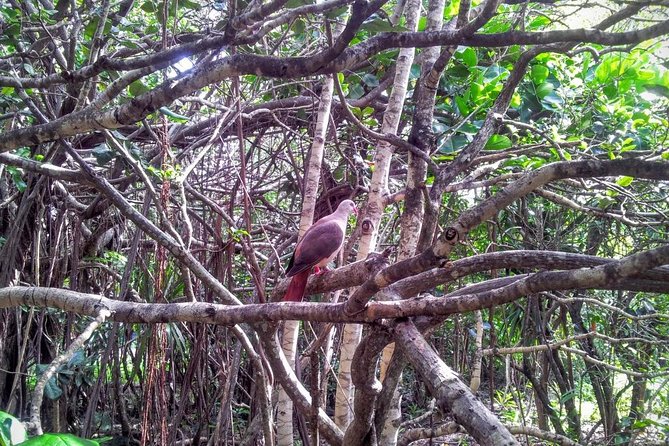 Ile Aux Aigrettes Nature Reserve, Blue Bay Beach, La Vanille Park & Gris Gris - Wildlife and Conservation Efforts