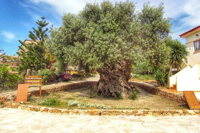 In Crete Discover the Miracle of Olive Oil and Organic Fruits - Flexible Cancellation Policy Details