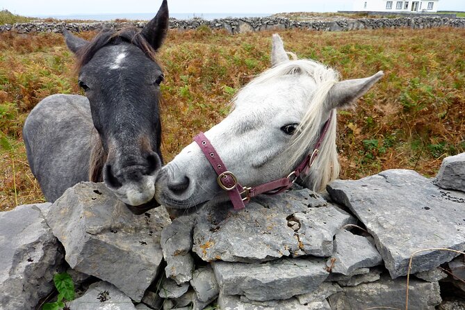 Inishmore (Inis Mór) All-Day E-Bike Rental With Map and Helmet  - Aran Islands - Cancellation and Refund Policy