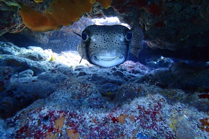 Isla Mujeres Snorkeling Tour - Snorkeling Highlights