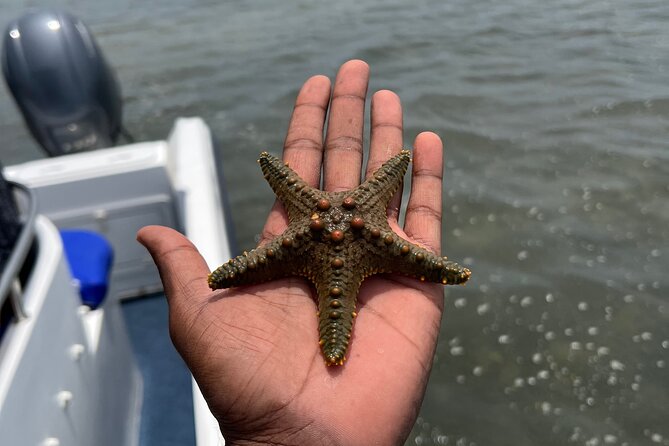 Island Escape Day Trip Speedboat Excursion in Maputo - Highlights and Activities