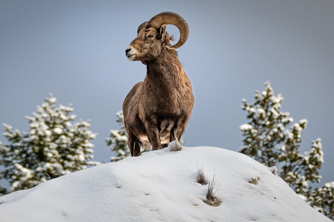 Jackson 4-Day and 3-Night Grand Teton and Yellowstone Winter Tour - Accessibility Features