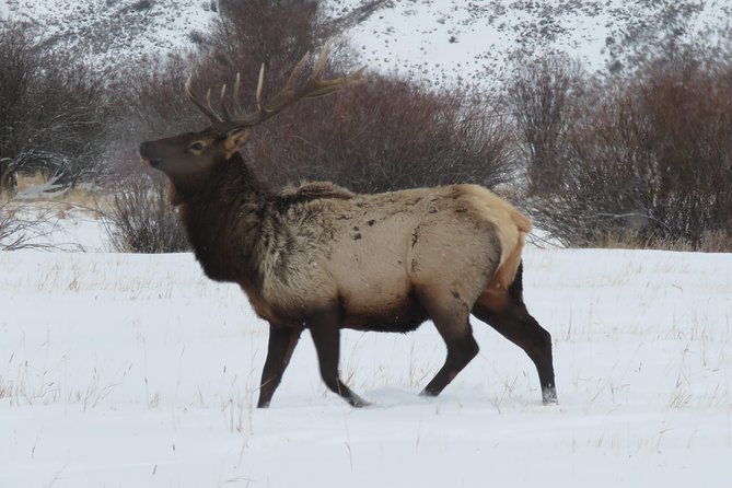 Jackson Hole & Grand Teton Park - Half-Day Wildlife Tour - Afternoon - Reviews and Ratings