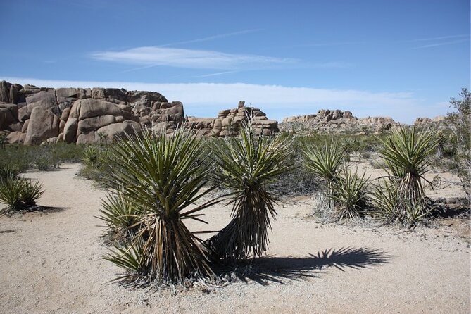 Joshua Tree National Park Driving Tour Review - Support and Contact