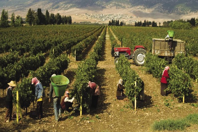 Journey Through Lebanese Wine: A Private Tour in the Beqaa Valley - Frequently Asked Questions