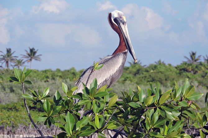 Kayak Biosphere Reserve Sunset Tour - Photographic Keepsakes