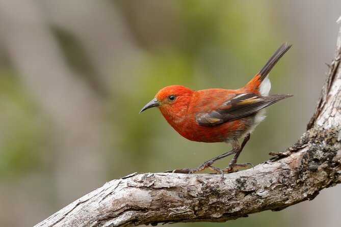 KīLauea Hike and Lava Gazing With Native Hawaiian - Booking and Cancellation Policy