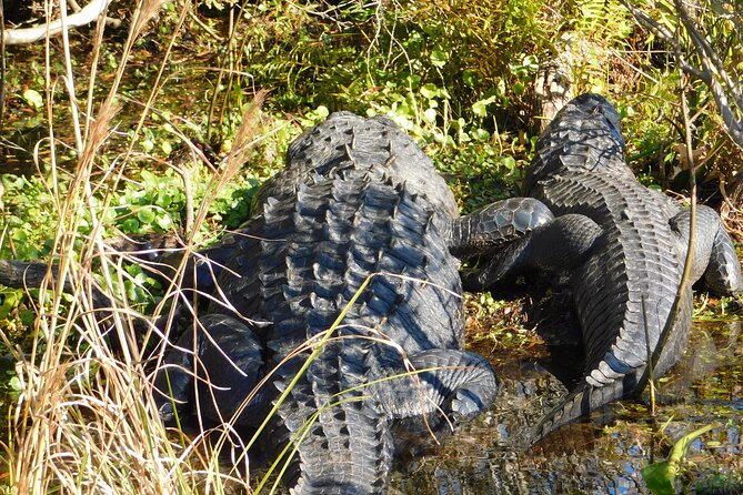 Kissimmee Airboat Swamp Tours - Accessibility Features