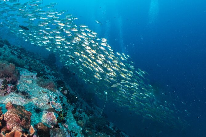 Koh Tao and Koh Nang Yuan by Speedboat - Health and Safety Guidelines
