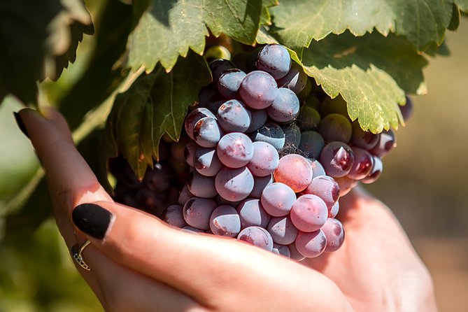 Kos Local Tasting - Wine, Oil & Honey - Booking and Availability