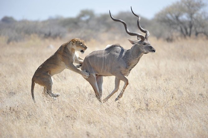 Kruger National Park Best Tour - Tips for Travelers