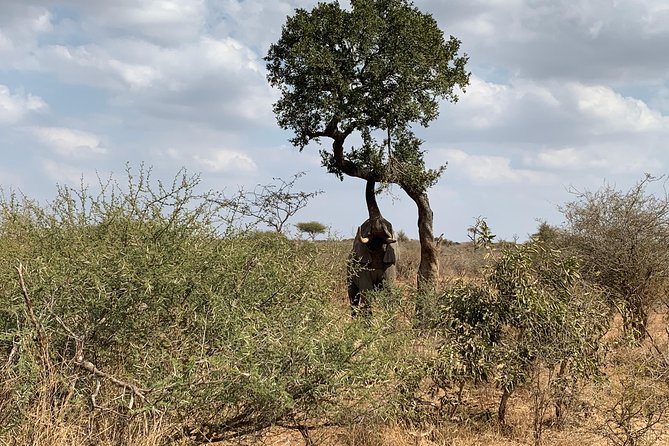 Kruger National Park Full Day Big 5 Safari Tour From Hazyview - Preparing for the Tour