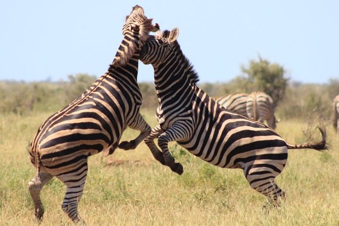 Kruger National Park Sunrise Half-Day Safari Tour - Accessibility and Age