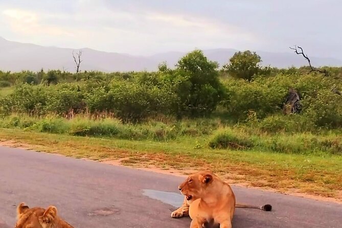 Kruger Park Full Day Guided Safari - Safari Highlights