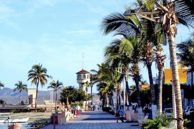 La Paz Whale Shark Snorkeling Tour and Lunch From Los Cabos - Scenic Journey to La Paz