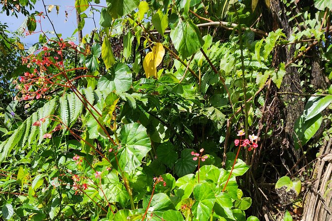 La Soufriere Volcano Adventure - Convenient Transportation Arrangements