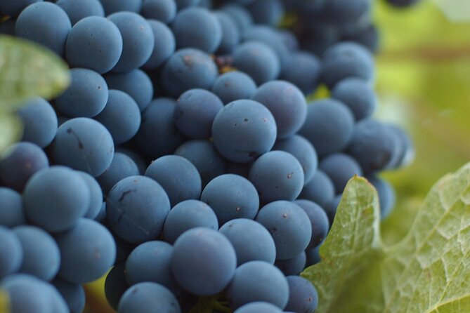 Lake Country 5 Winery Scenic Sip Wine Tour - Customer Testimonials